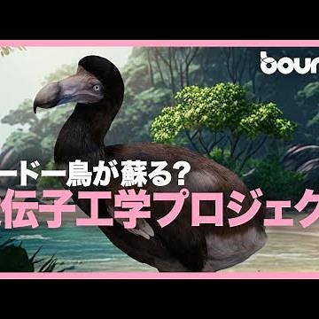 幻のドードー鳥が甦る？ 遺伝子工学プロジェクト「Dodo Bird De-Extinction」