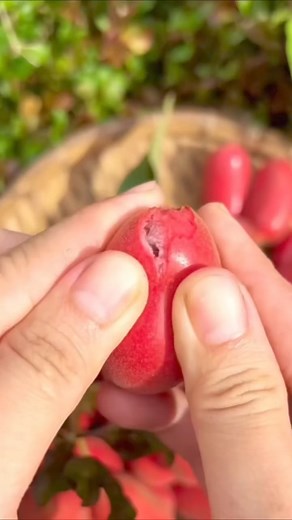 129K views · 951 reactions | Dunal Fruit (Uvaria Rufa) Dunal/Uvaria...