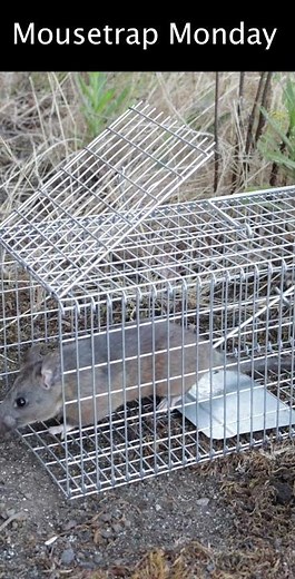 Catching 4 Different Rodents With 1 Trap - Squirrels, Chipmunk, Pack Rat, Brown Rat