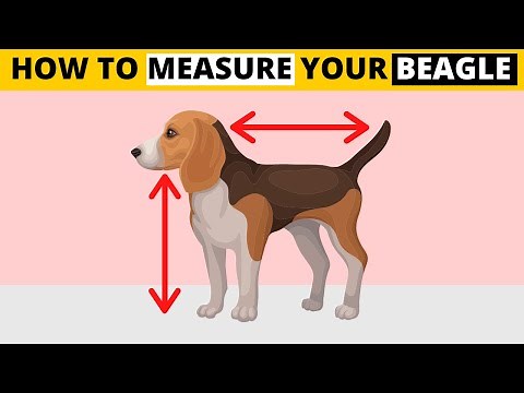 How to Measure your Beagle's Height - The Right Way!