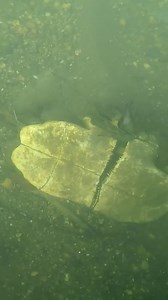 1.2M views · 12K reactions | An empty turtle shell?!! 冷冷錄#treasure #scubadiving #yuck | Exploring with the Nug | Facebook