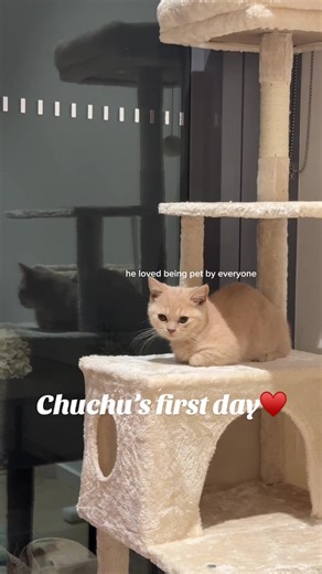 Understanding Your Kitten's First 24 Hours at Home