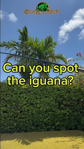 🦎 Catching Invasive Iguanas With Pole Snare #IguanaControl #PoleSnare #Invasive #Florida