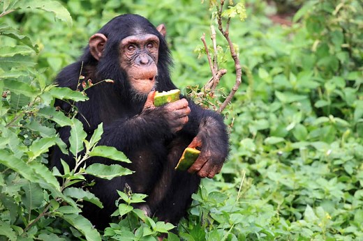 What Do Chimpanzees Eat? Inside the Diet of Our Closest Relatives