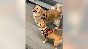 National Animal Shelter Appreciation Week: How shelters behavior test dogs