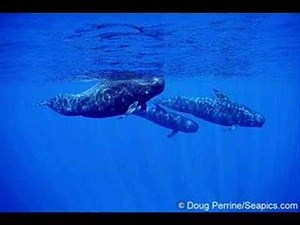 The sound of the giants - whale sounds