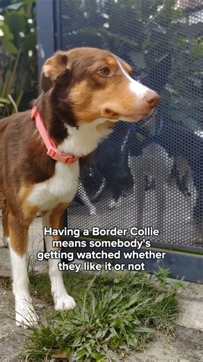 56K views · 4.9K reactions | Your Border Collie loves to watch and...