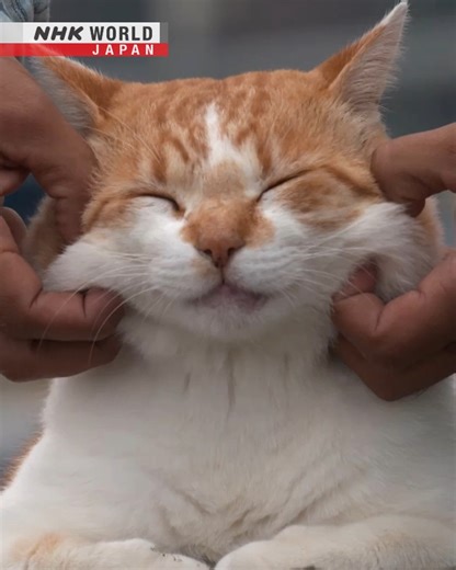 NHK WORLD-JAPAN on Instagram: "When Kiiro the cat strolls along his home beach in Kamakura, south of Tokyo, he gets lots of pats and attention. 🌊😺 Zaimokuza Beach may be popular for water sports, but this friendly five-year-old is always surrounded by people, even letting strangers pick him up! 🏖️ 🐱🏄‍♂️ Still, it looks like he loves jowl scrunches from his owner, a local fisher, the most! 😻💞 . 👉See more of Kamakura’s favorite felines｜Watch｜A Cat's-Eye View of Japan - Kamakura: Local Favo