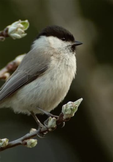 Feathered Friends S01:E01 - Feathered Friends