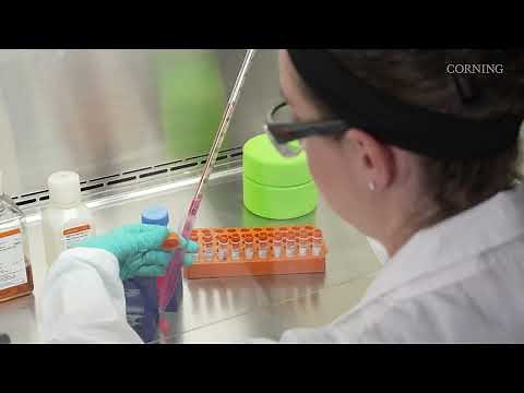 Cryopreservation of Mammalian Cells