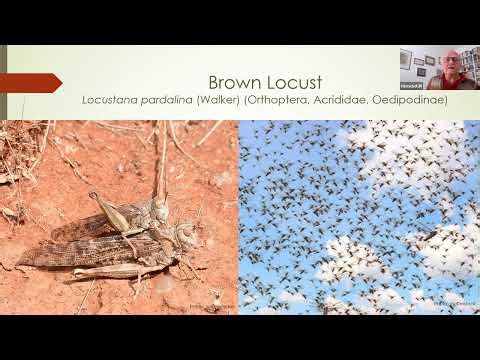The brown locust refocussed (SAEON Seminar, May 2025)