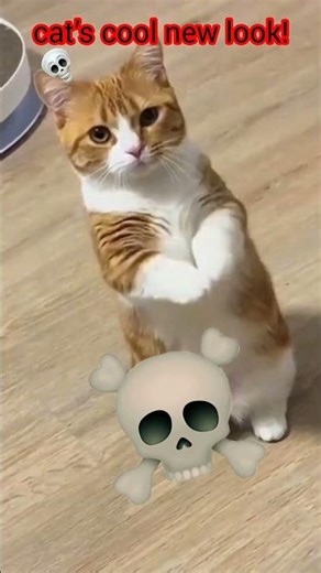 This Cat Has Zero Chill 😂 | Cat Troll Moments 2025 usa