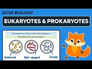 Eukaryotes and Prokaryotes - GCSE Biology
