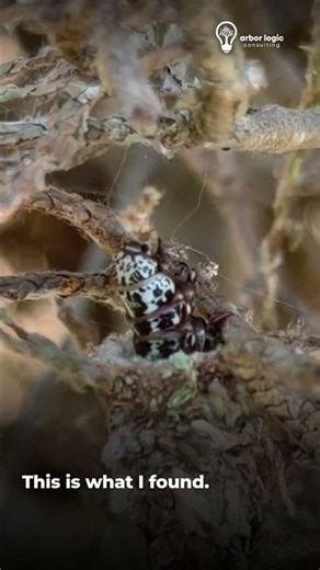What Kills Arborvitae So Fast? Bagworm Infestation Up Close. Simpsonville, SC