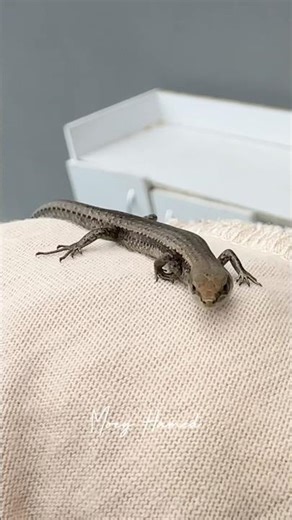 This Little Guy Refuses to Leave My House lol #lizard #sydney