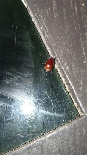 Kumbang Merah Kecil Berjalan di Malam Hari