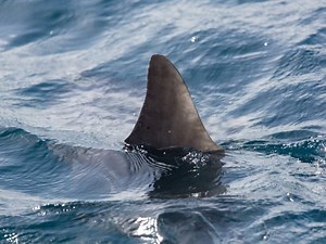 Shark Attacks Swimmer Off Siesta Key: Report