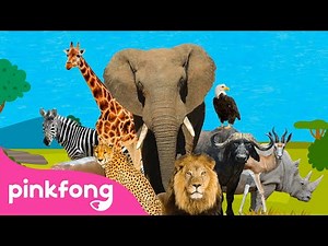 Hoang mạc diệu kỳ! | Bài hát về Động Vật | Pinkfong! Cá mập con - Nhạc thiếu nhi