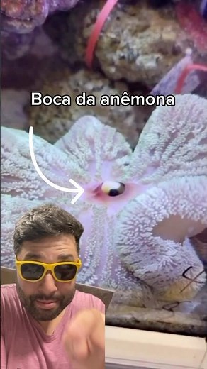 Anemone ate Nemo! #anemon #nemo #clownfish #biologymass