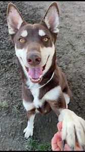 1.8K views · 60 reactions | Denise Lynn Smith - "I saw Antonia one...