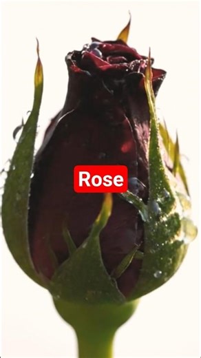 All Rose Colors in One Video 🌹 | Mesmerizing Time-Lapse #flowers #rosephoto