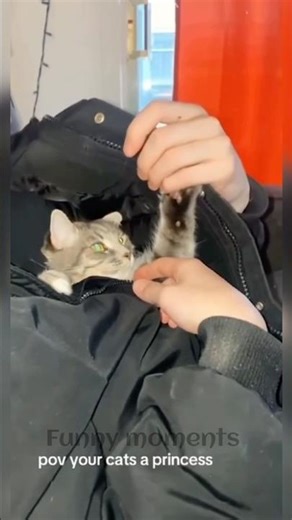 Ultimate Funny Cats Compilation 2026 😹 | Try Not To Laugh Challenge #19