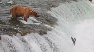 2M views · 22K reactions | Alaska - The Last Frontier | Nature Videos | Facebook