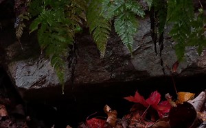 432HZ的水声是让人最舒适的频率,1小时15分钟缓缓落下的雨声，消除杂念，静心冥想