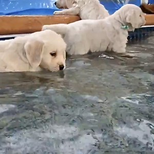 2.3M views · 26K reactions | These adorable English cream golden retrievers are enjoying their first swimming lesson together  | Lessons Learned In Life | Facebook