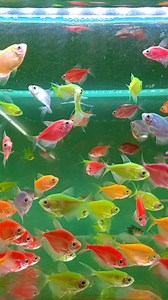 Glo Fish Tetra | Positive