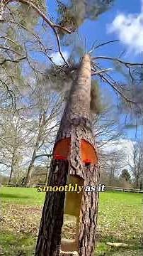 How top loggers cut down trees #funny #cake #logging