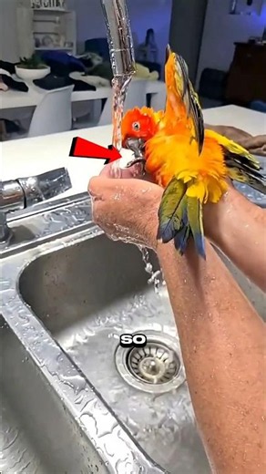 Don't Get a Parrot Until You Know These Secrets 🦜😳