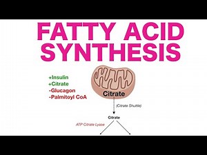 Fatty Acid Synthesis