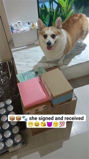 KimKim 💖💖 awaits her treats delivery 🍖🥓🍗📦 #corgi #corgilove #corgifun