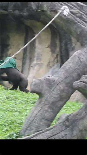Rolling downhill.Jump chest beating.little#gorilla Ringo 4y11m old. #shorts. R長巾蓋頭跑.滾下坡.跳搥胸.