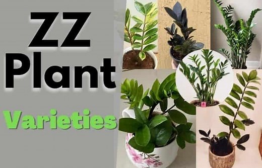 10 Rare ZZ Plant Varieties With Pictures & Details
