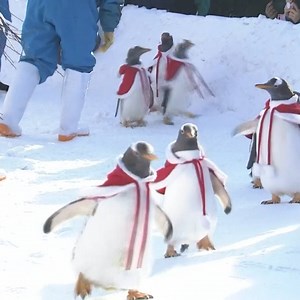 1.2M views · 20K reactions | Penguins donned festive red and white Santa costumes to greet visitors at the Polar Land amusement park in Harbin, China. | TIME | Facebook