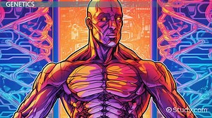 Factors Affecting Human Movement & Motor Performance - Video | Study.com