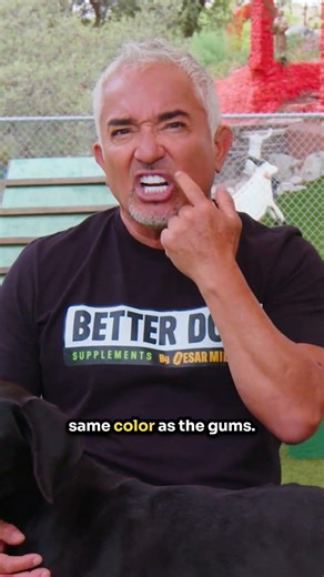 Does your dog have parasites? Here's how you can help them.