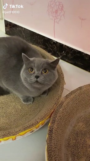 Sounds That Scare Cats Away