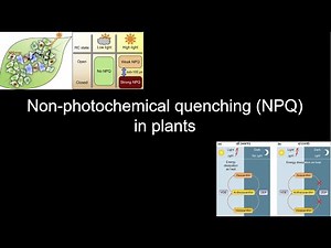 How Plants Prevent Sunburn: Non-Photochemical Quenching & the Xanthophyll Cycle Explained