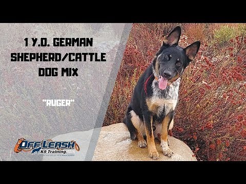 GERMAN SHEPHERD / CATTLE DOG MIX / DOG TRAINING