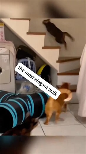 9.2K reactions · 1.7K shares | Funny Cats and Mice  | Cat lover's | Facebook