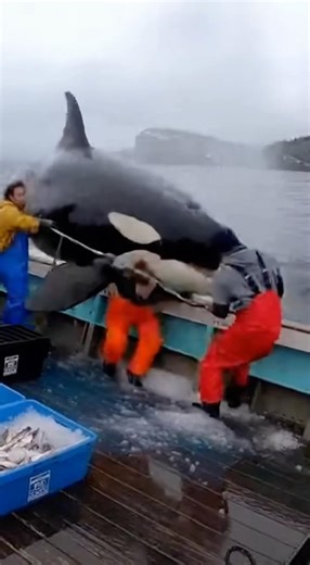 Wrong Place, Wrong Time 🐋