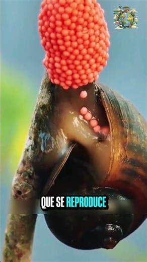 Never touch these little balls… They're invasive snail eggs. #funfacts #snail #animals #fypp