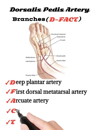 Understanding the Dorsalis Pedis Artery Anatomy