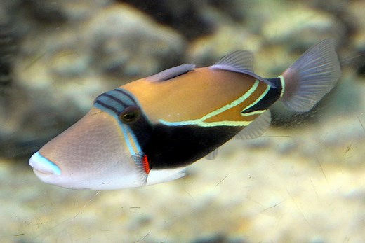 Humuhumunukunukuapua`a