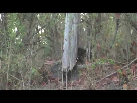 Wild tiger bear fight - rare footage Tiger vs Bear!