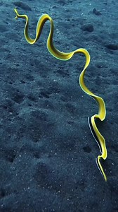 36K views · 974 reactions | Have you ever seen a ribbon eel up close?  It's like encountering a creature from another world! These elusive creatures are a sight to behold with their vibrant blue and yellow bodies and long, flowing 'ribbons' that trail behind them.  IG 'jasmine_underwater' and 'mathias_underwater' | PADI | Facebook