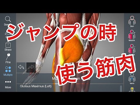 筋トレ解説:ジャンプの時に使われる筋肉の動作